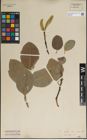 Foto von Salix lanata L.